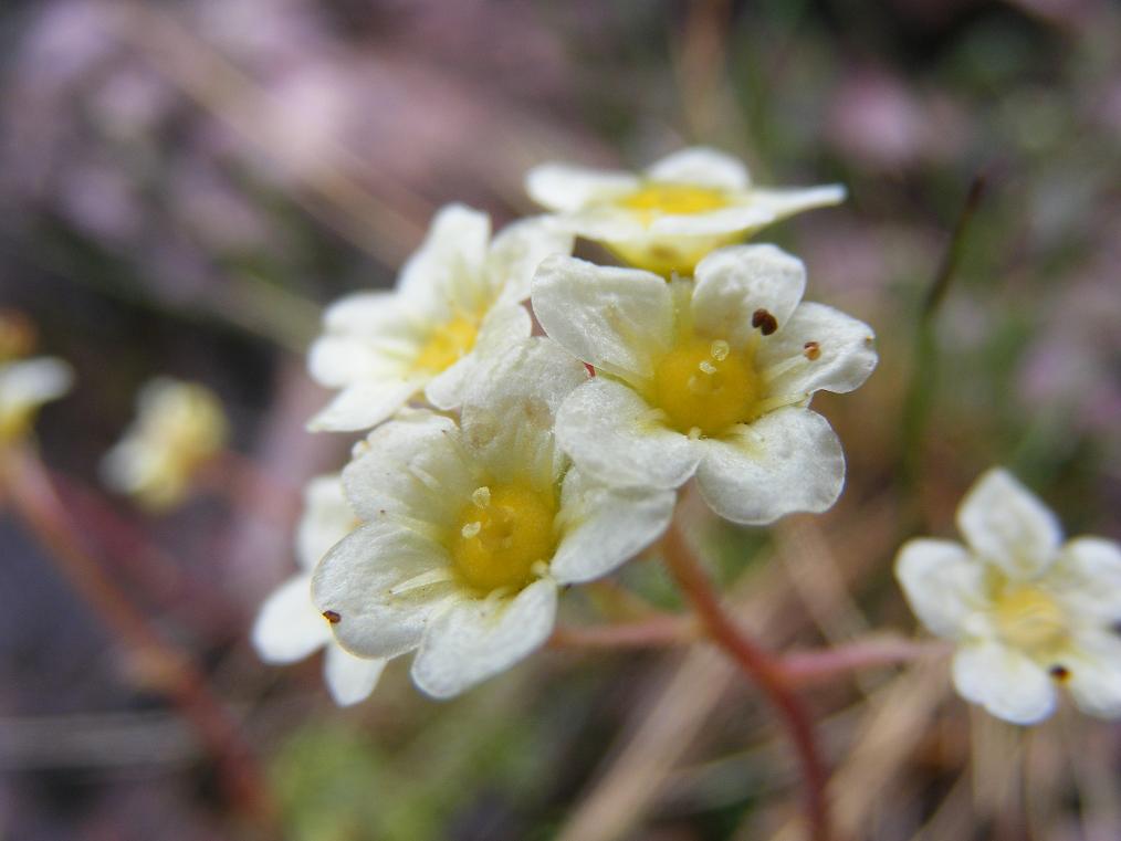 Saxifraga paniculata